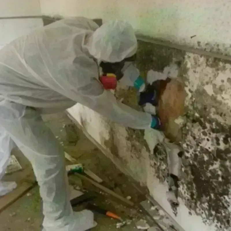 Mold Remediation and Removal in Premont, TX